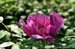 Rockii Peony: MEI REN ZHI